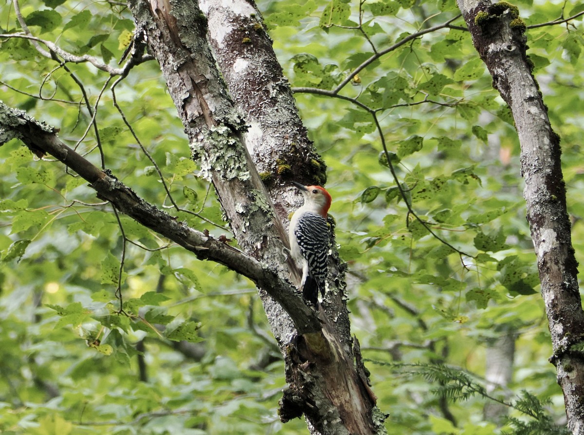 Red-bellied Woodpecker - ML642161723
