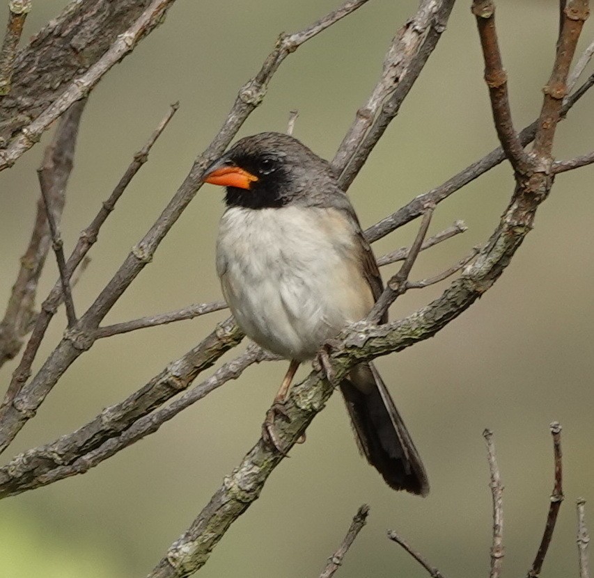 Black-throated Saltator - ML642161724
