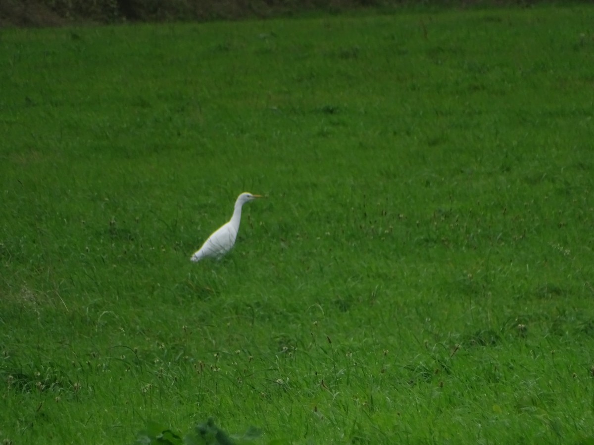 Western Cattle-Egret - ML642161725