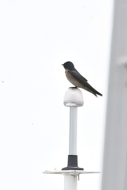 Pacific Swallow - ML642161732