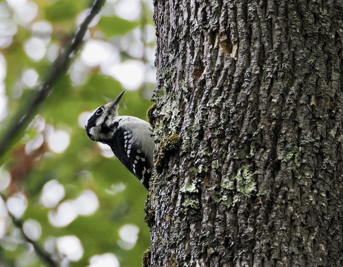 Hairy Woodpecker - ML642161740
