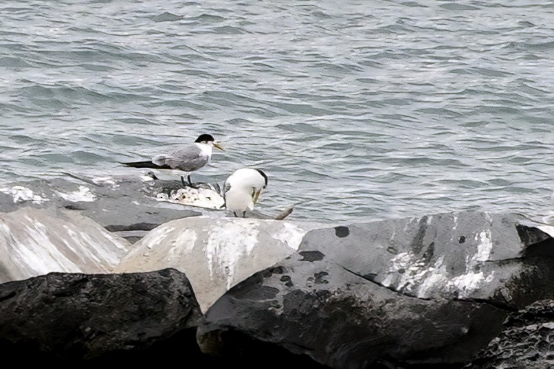 Great Crested Tern - ML642161742