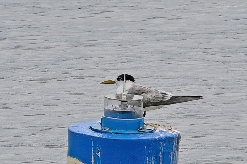 Great Crested Tern - ML642161745