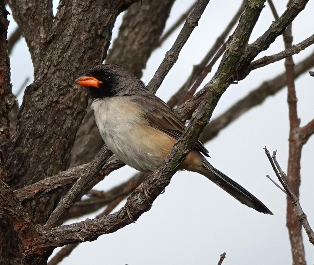 Black-throated Saltator - ML642161746