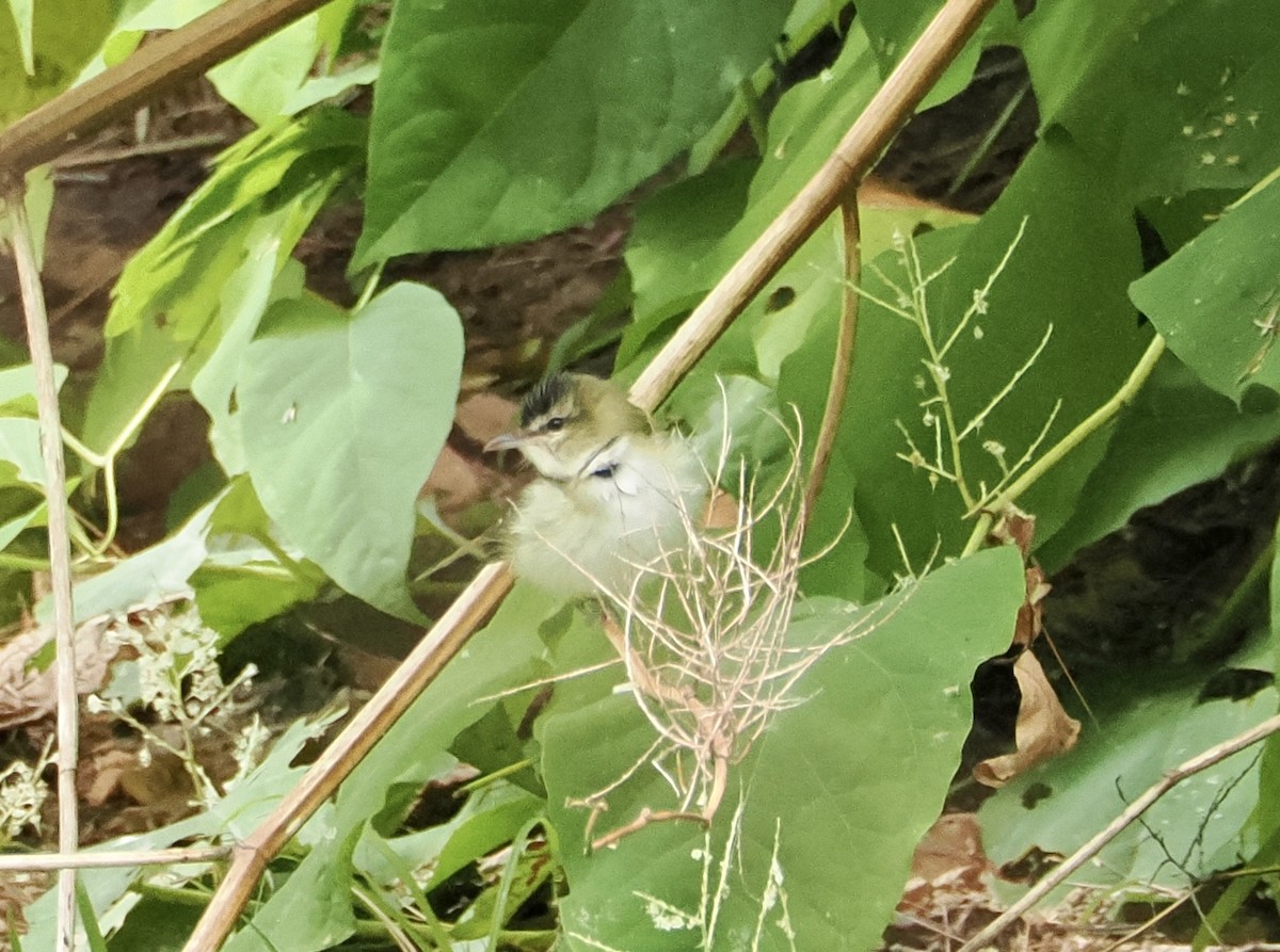 Red-eyed Vireo - ML642161748