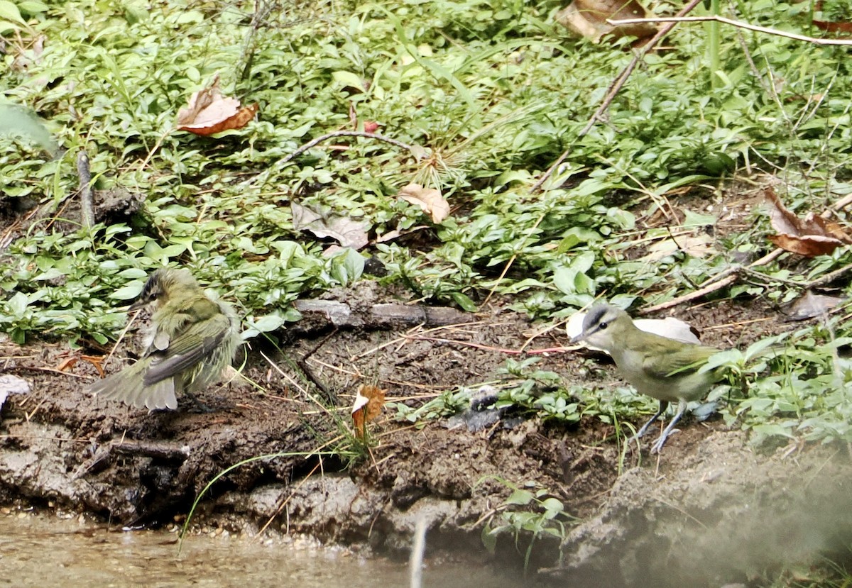 Red-eyed Vireo - ML642161749