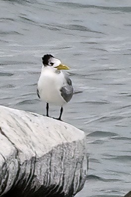 Great Crested Tern - ML642161761