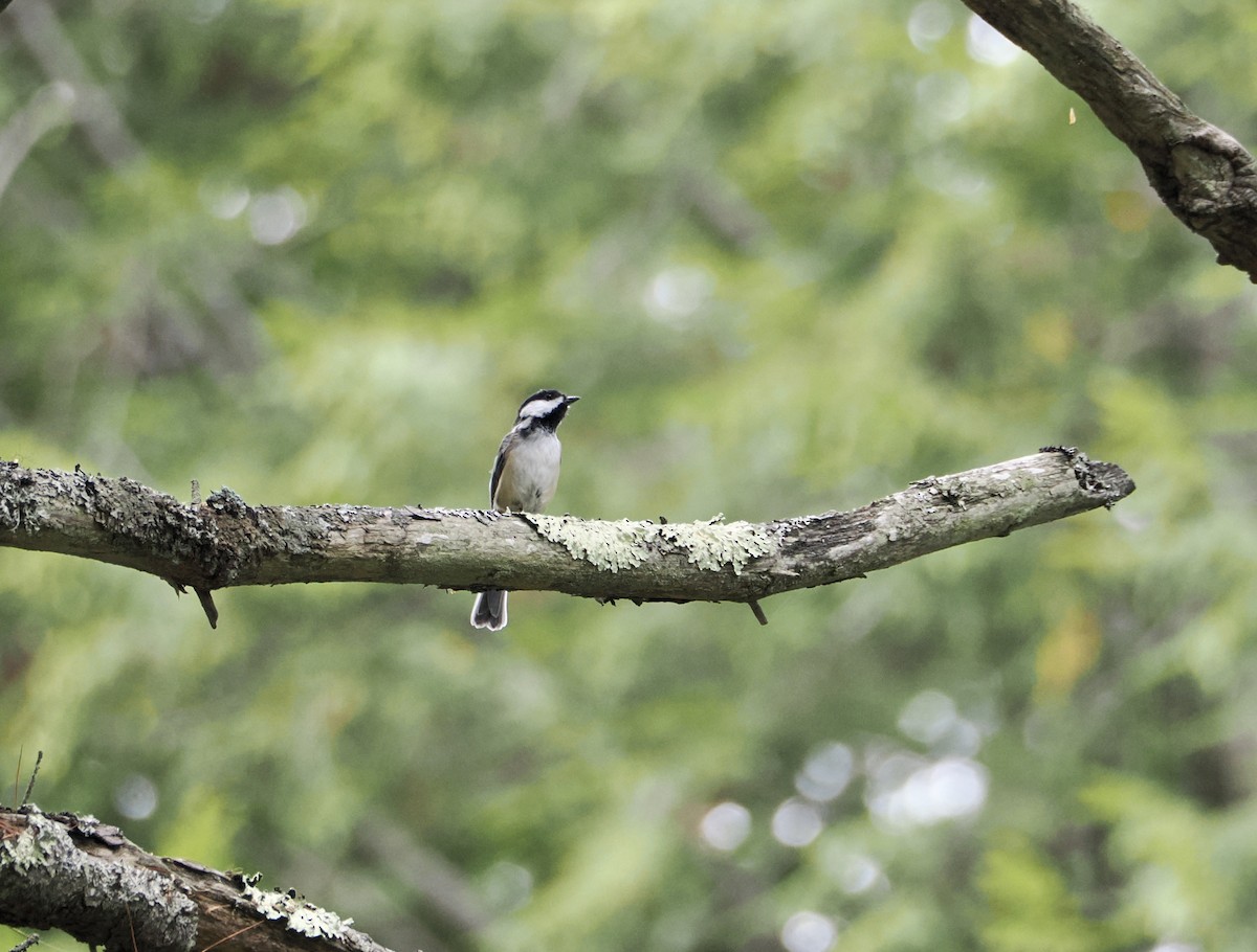 Black-capped Chickadee - ML642161782