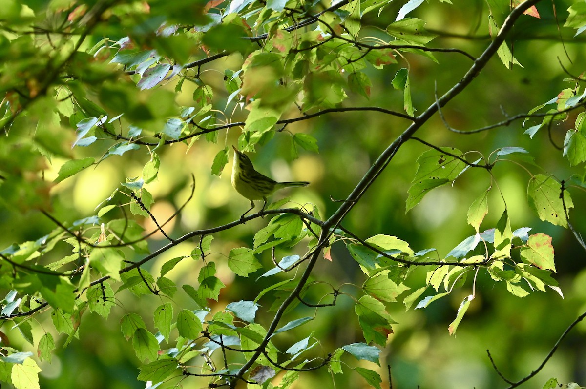 Prairie Warbler - ML642161798