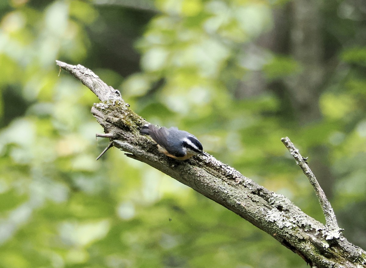 Red-breasted Nuthatch - ML642161817