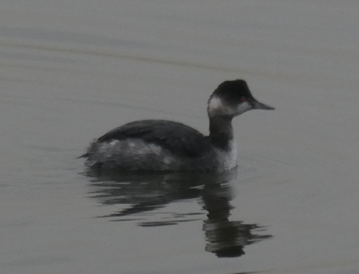 Eared Grebe - ML642161826