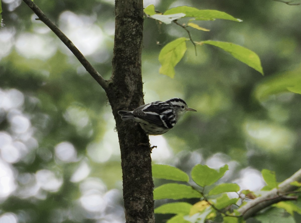 Black-and-white Warbler - ML642161835