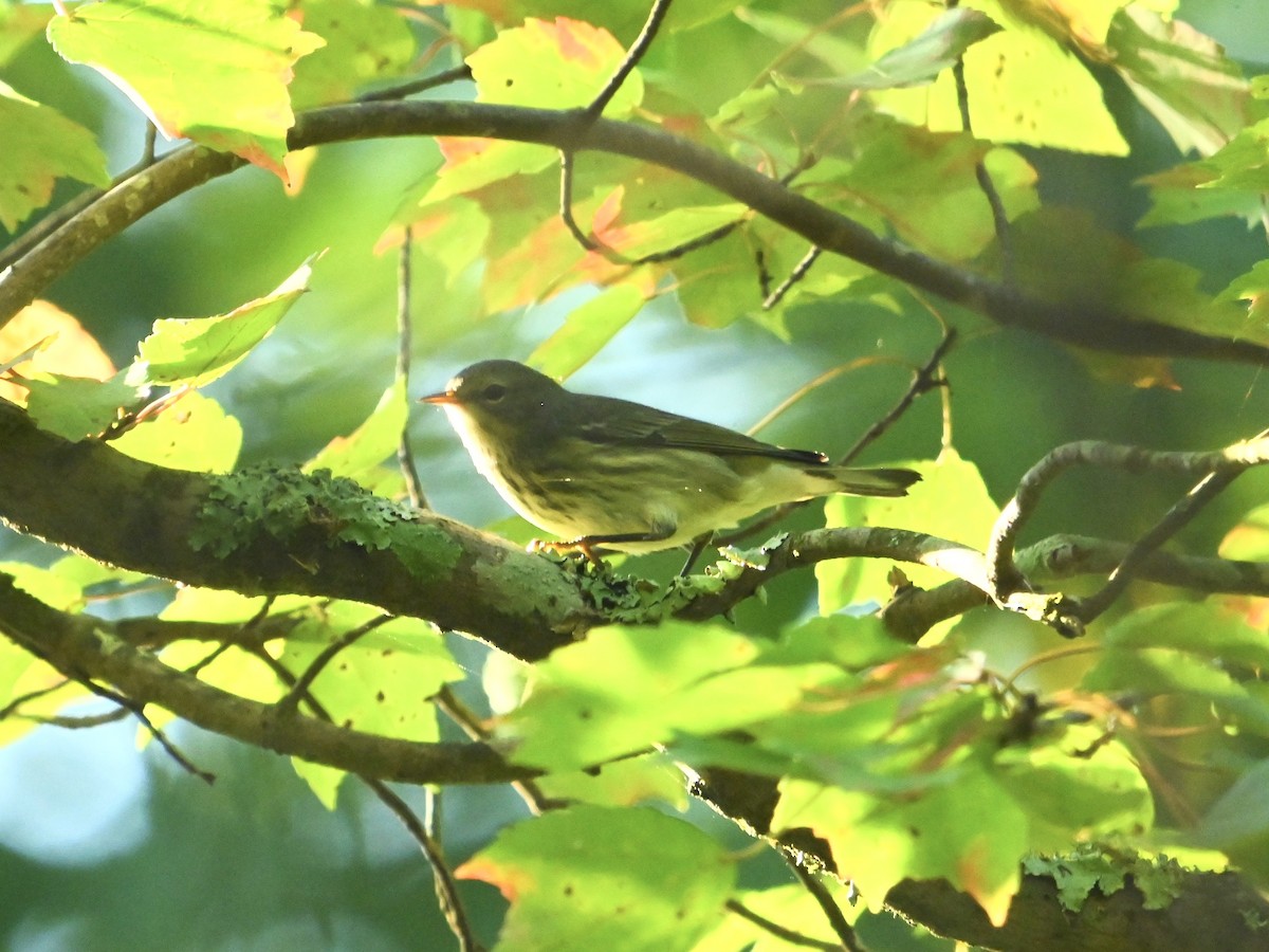 Cape May Warbler - ML642161842