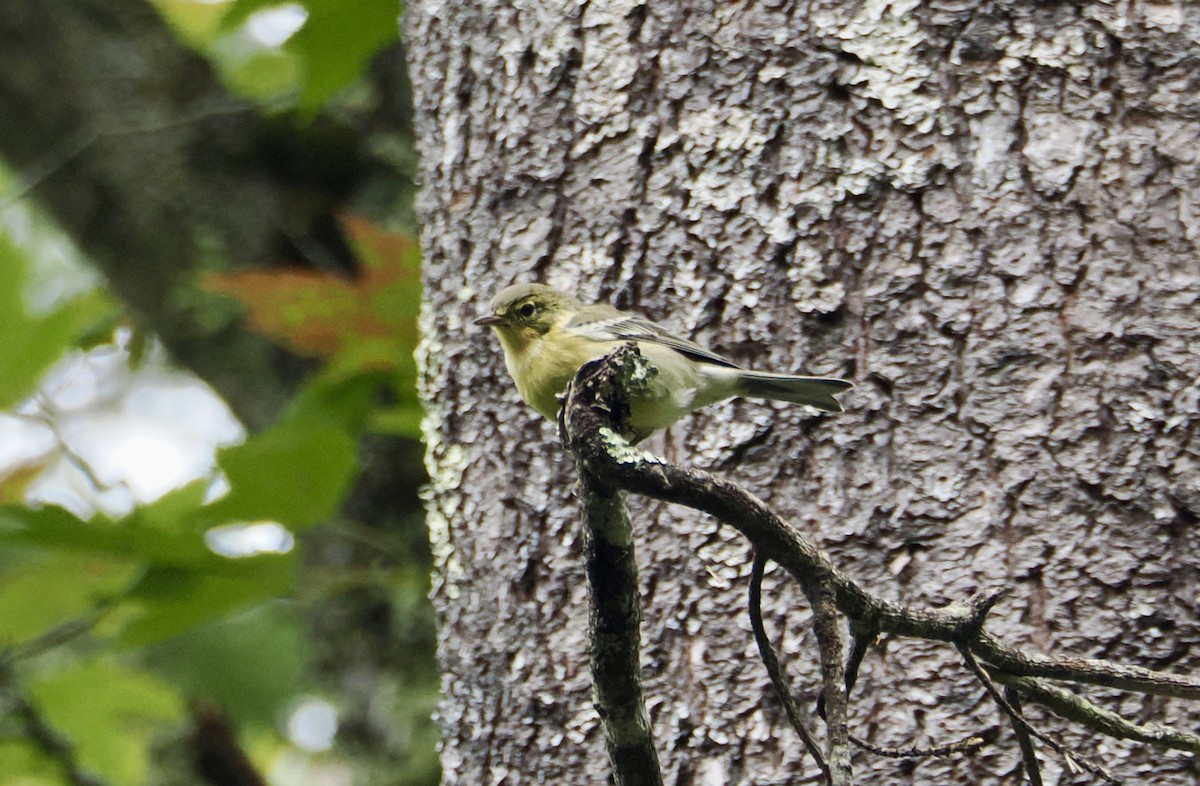 Pine Warbler - ML642161860