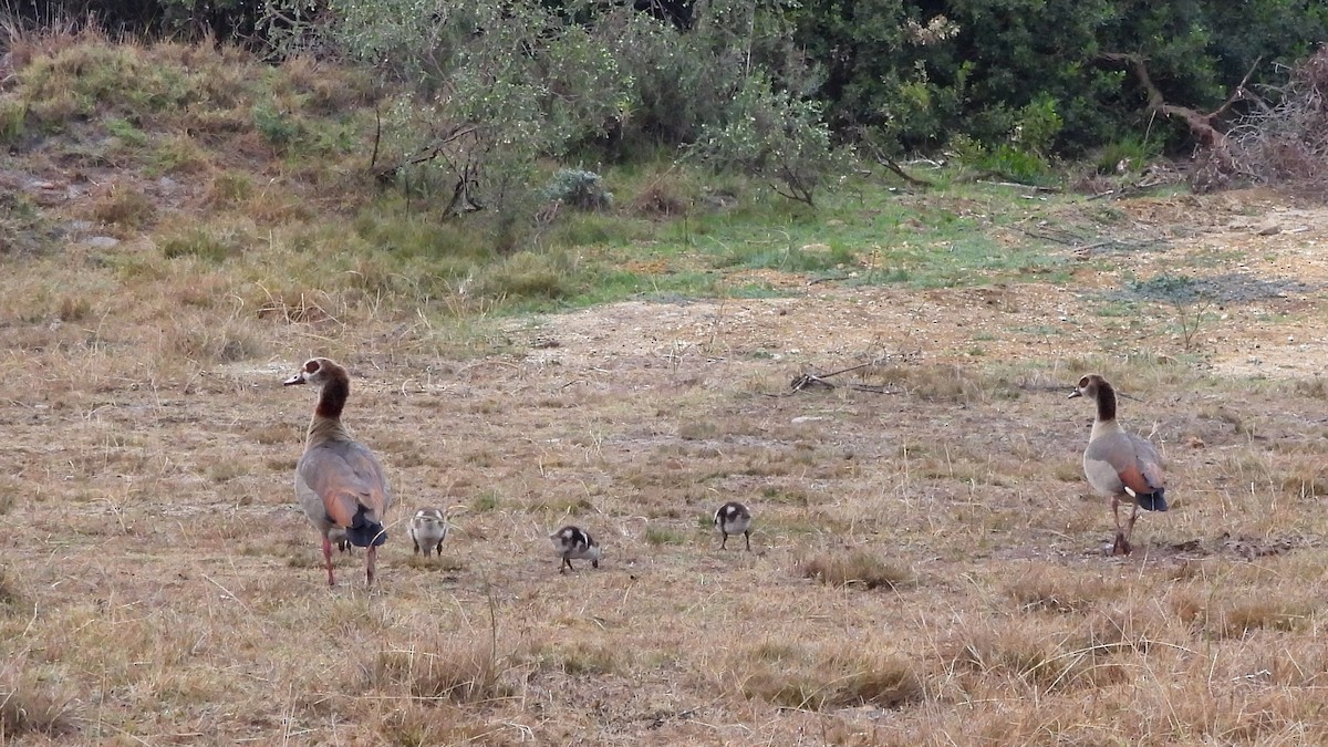 Egyptian Goose - ML642161865