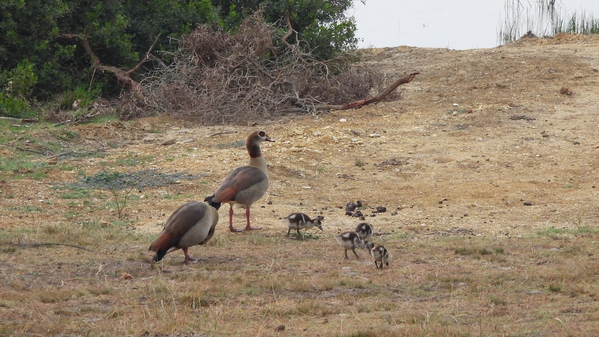 Egyptian Goose - ML642161866