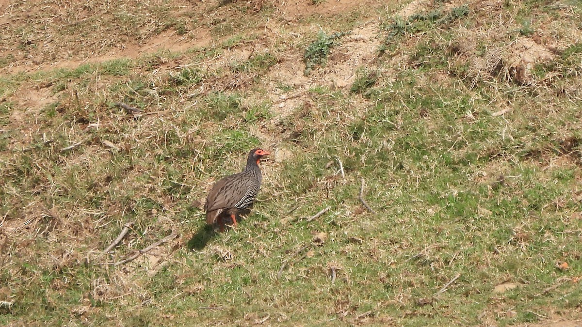 Red-necked Spurfowl - ML642161881