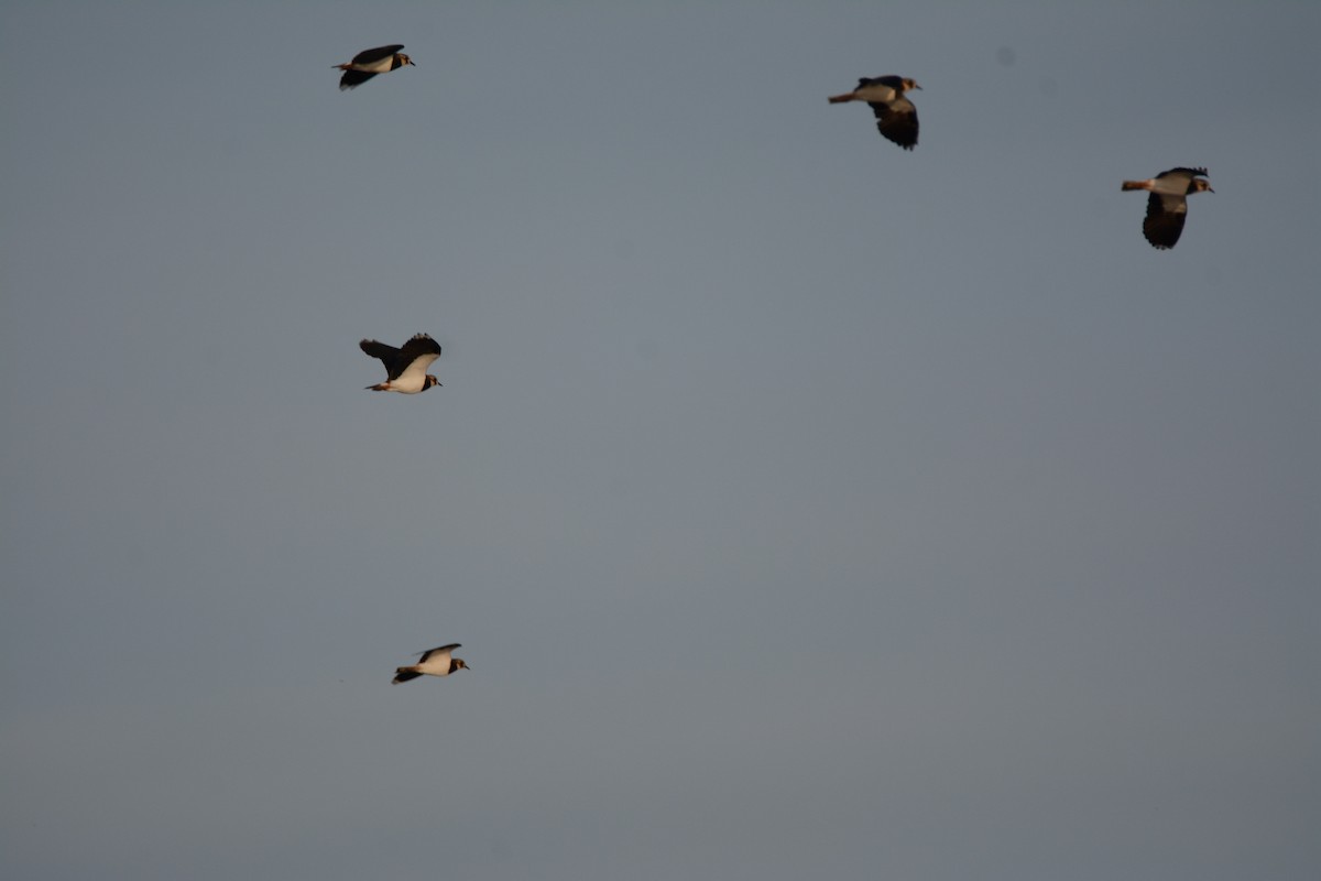 Northern Lapwing - ML642161885