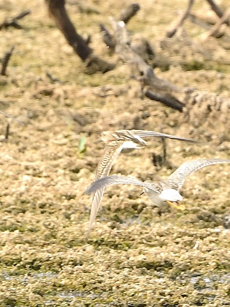 Pectoral Sandpiper - ML642161886