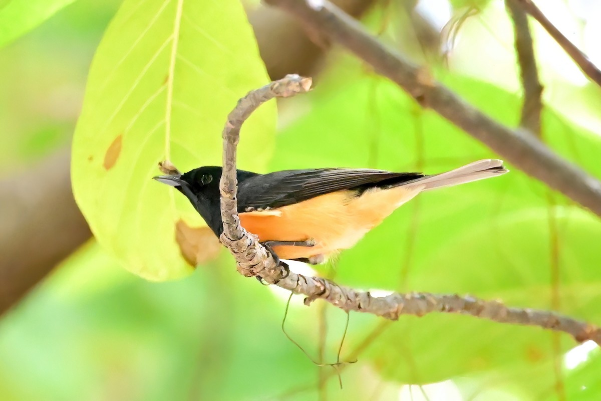 Vanikoro Flycatcher - ML642161889