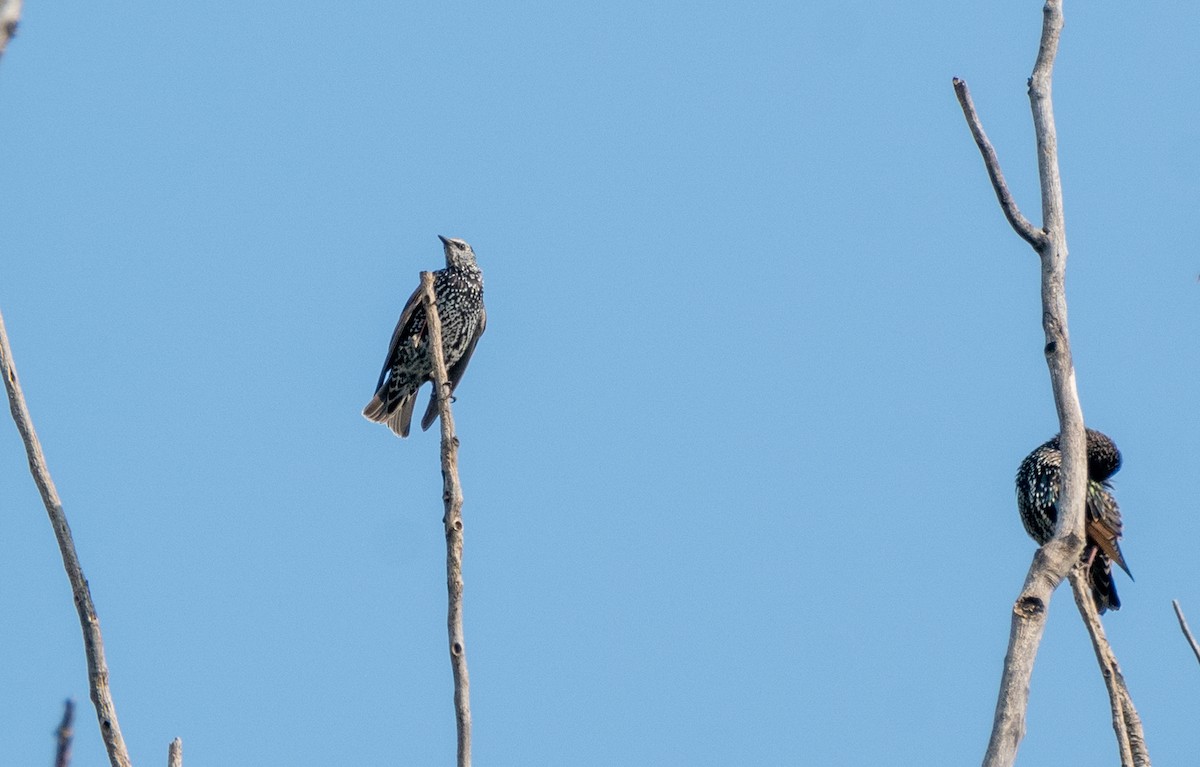 European Starling - ML642161890