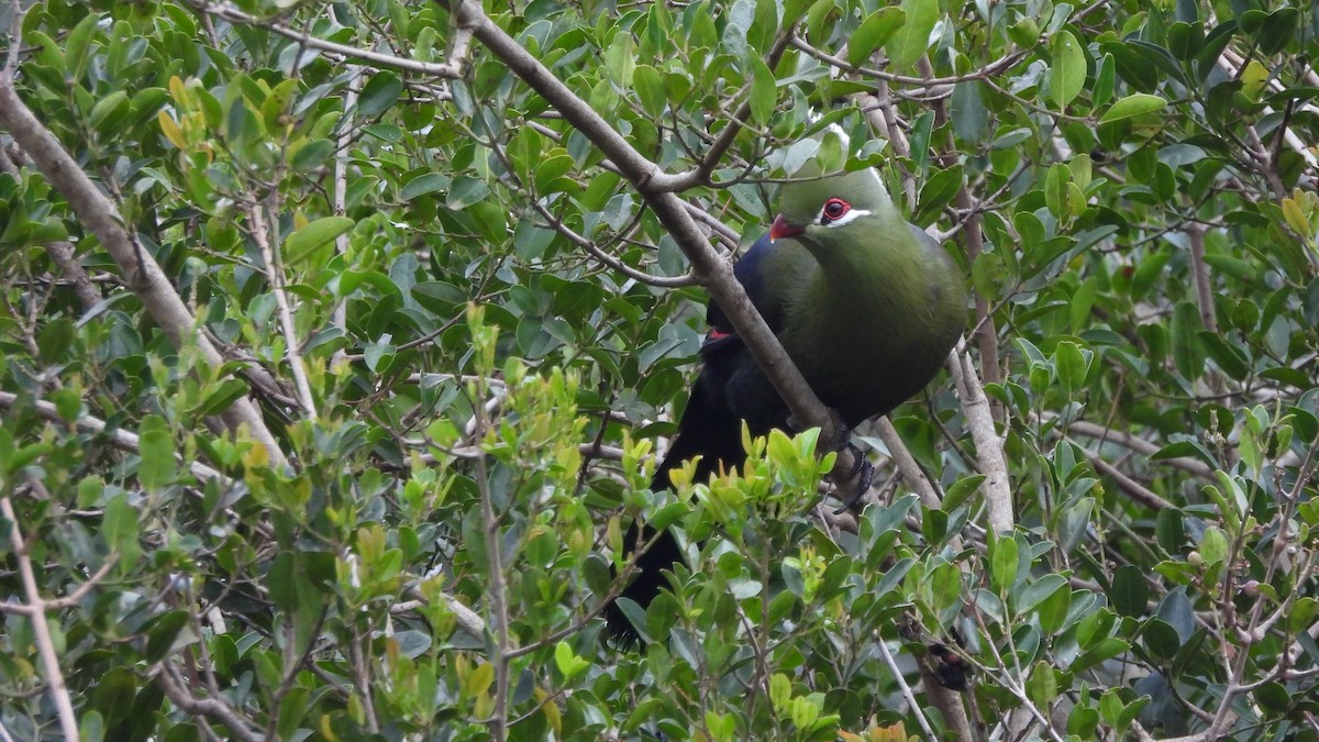 Knysna Turaco - ML642161891