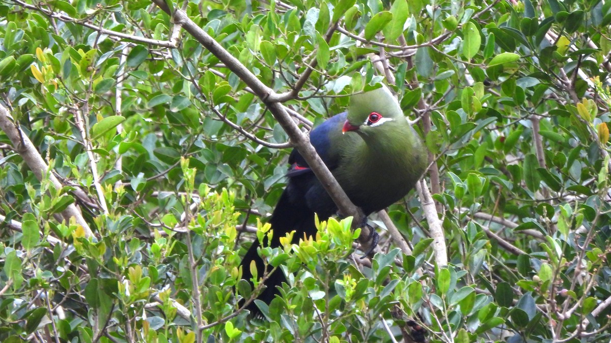Knysna Turaco - ML642161892