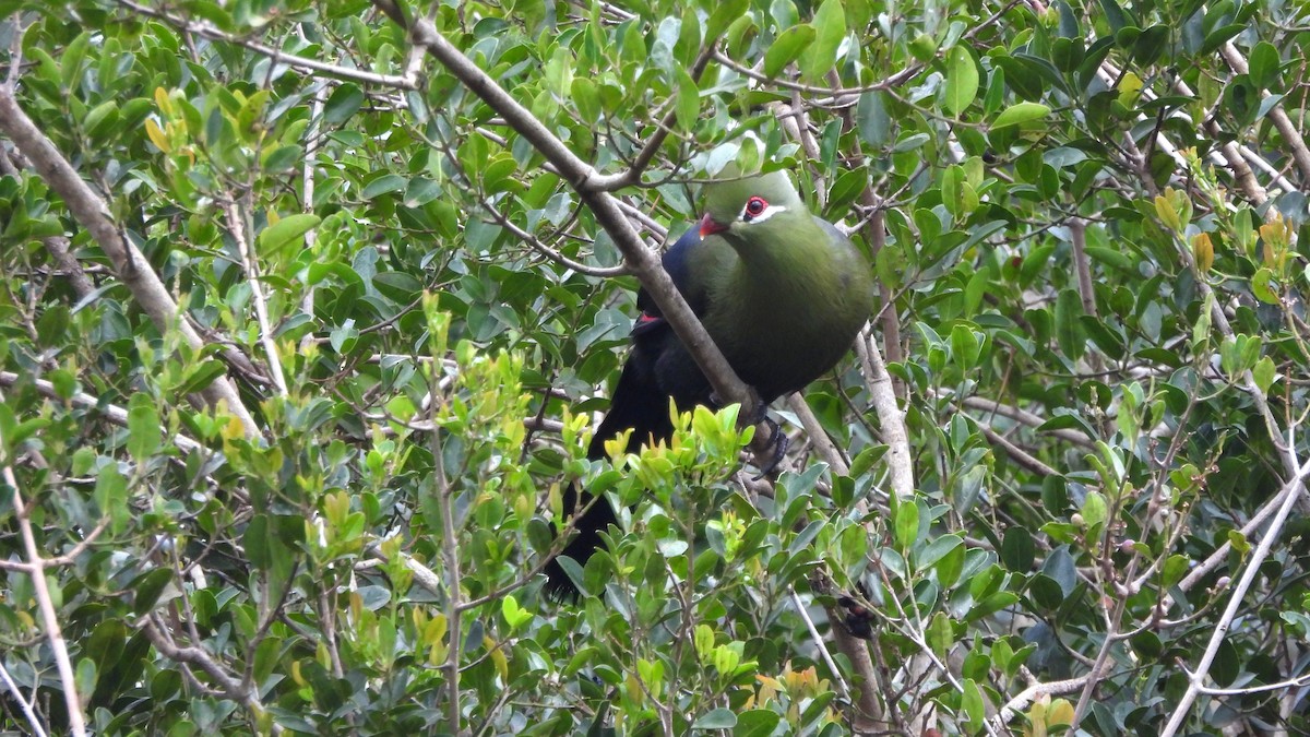Knysna Turaco - ML642161893