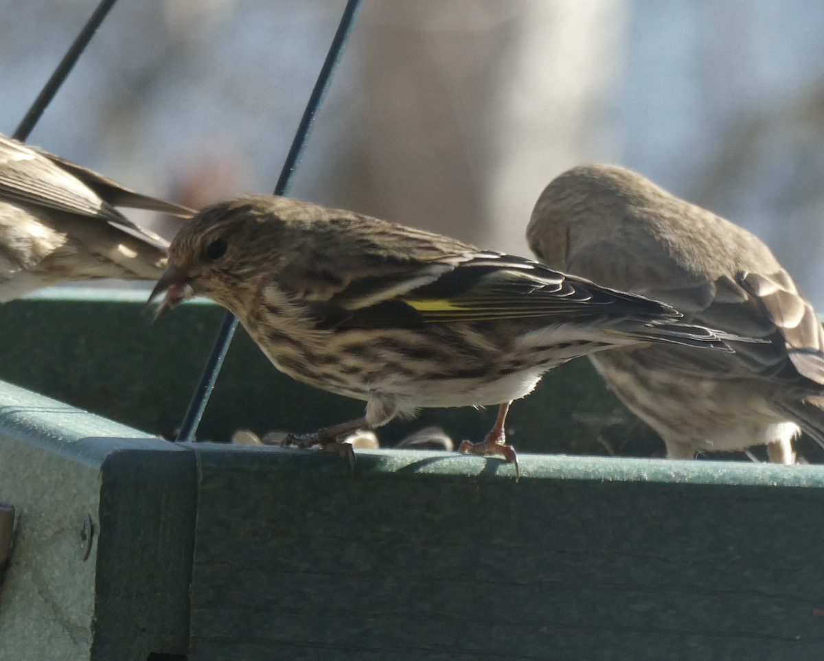 Pine Siskin - ML642161894