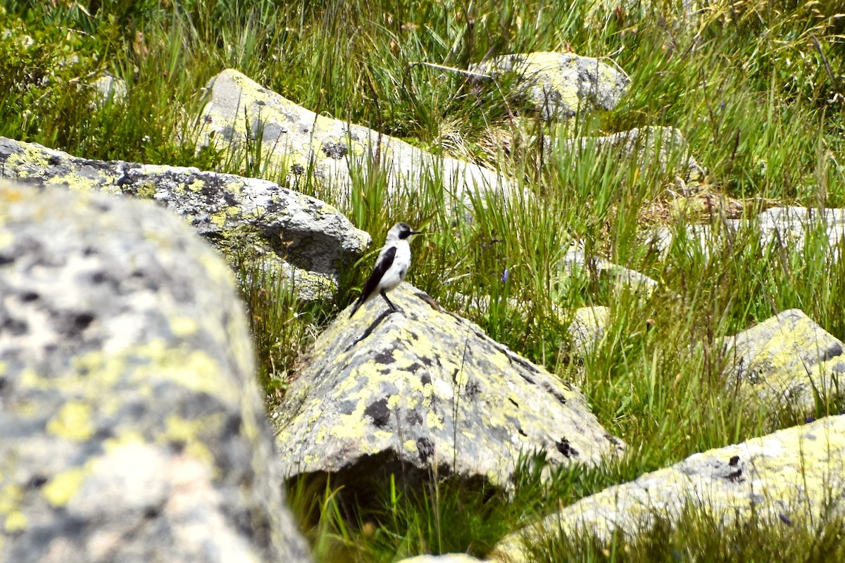 Northern Wheatear (Eurasian) - ML642161899