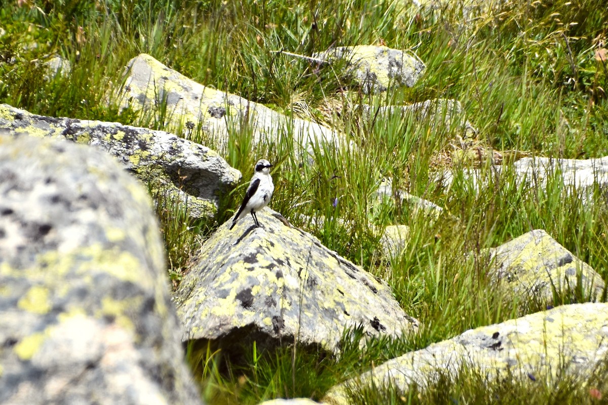 Northern Wheatear (Eurasian) - ML642161900