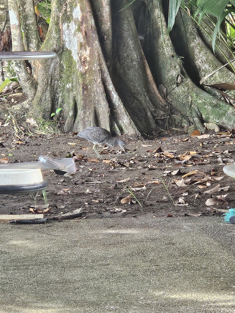 Yellow-crowned Night Heron - ML642161902