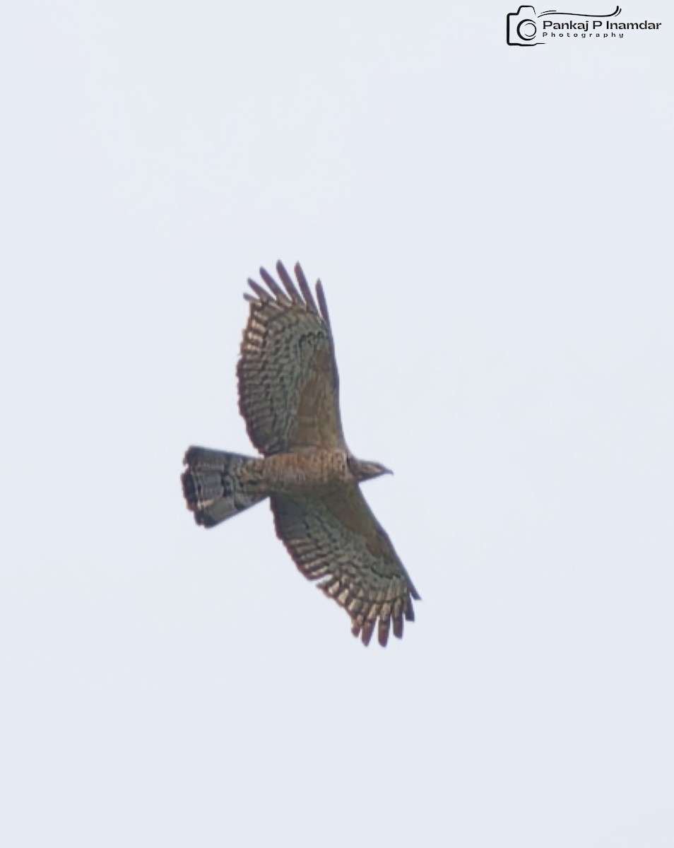 Oriental Honey-buzzard - ML642161905