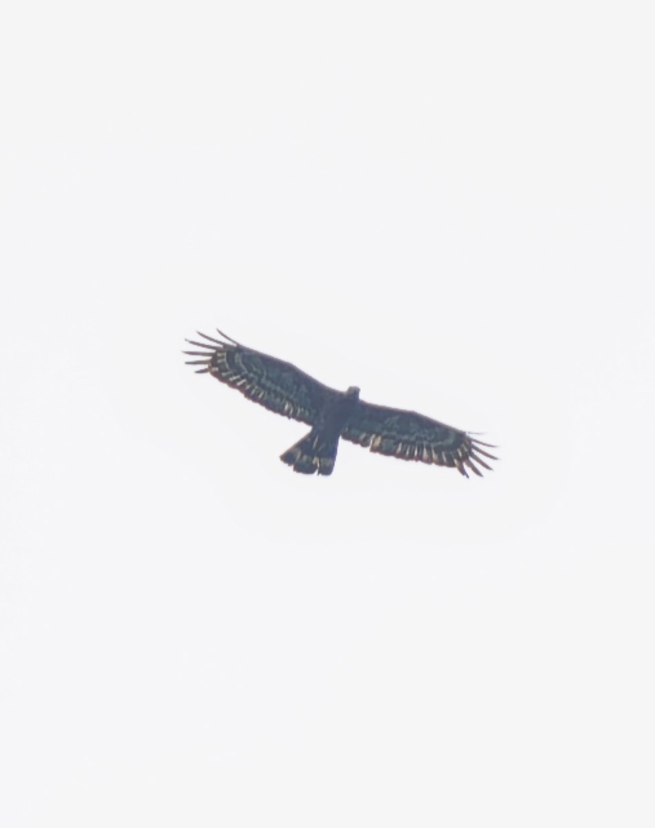Oriental Honey-buzzard - ML642161906
