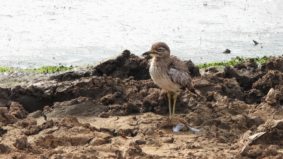 Water Thick-knee - ML642161907