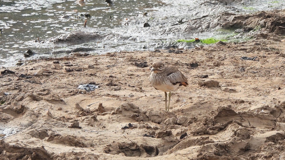 Water Thick-knee - ML642161908