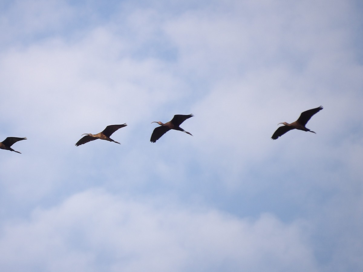 White-faced Ibis - ML642161909