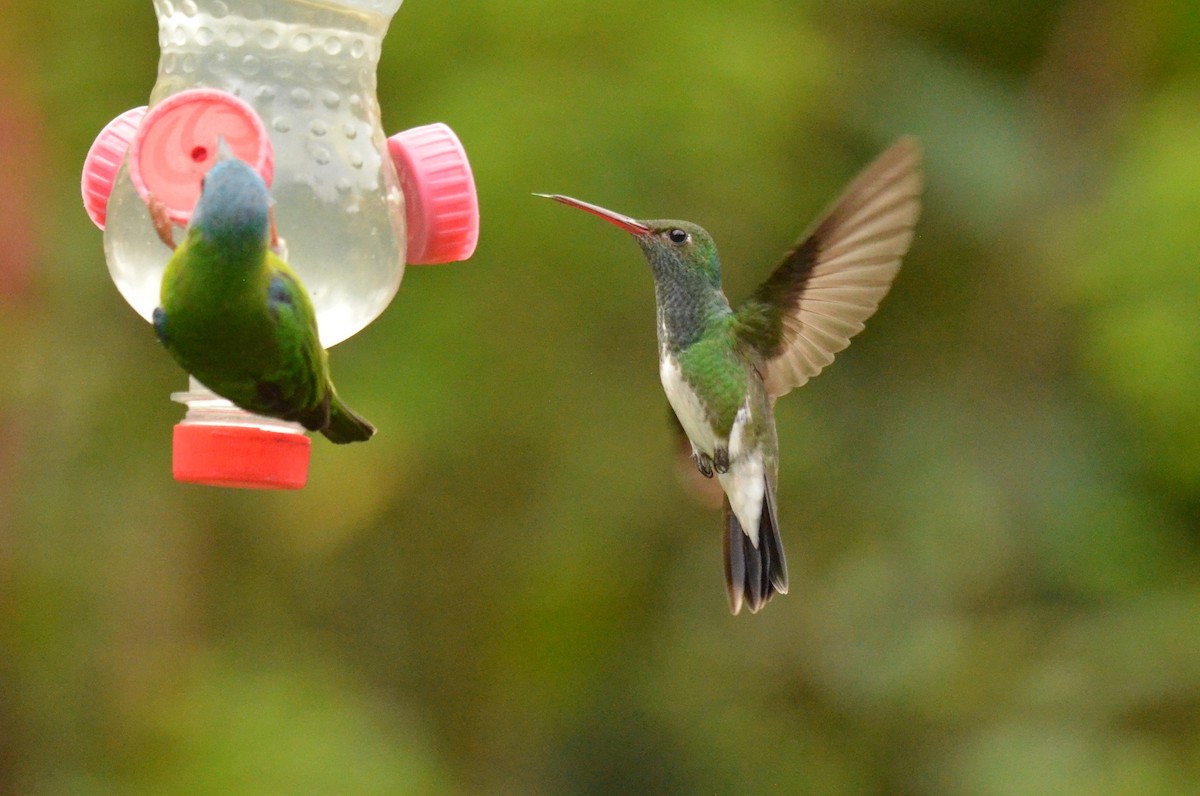 Glittering-throated Emerald - ML642161910