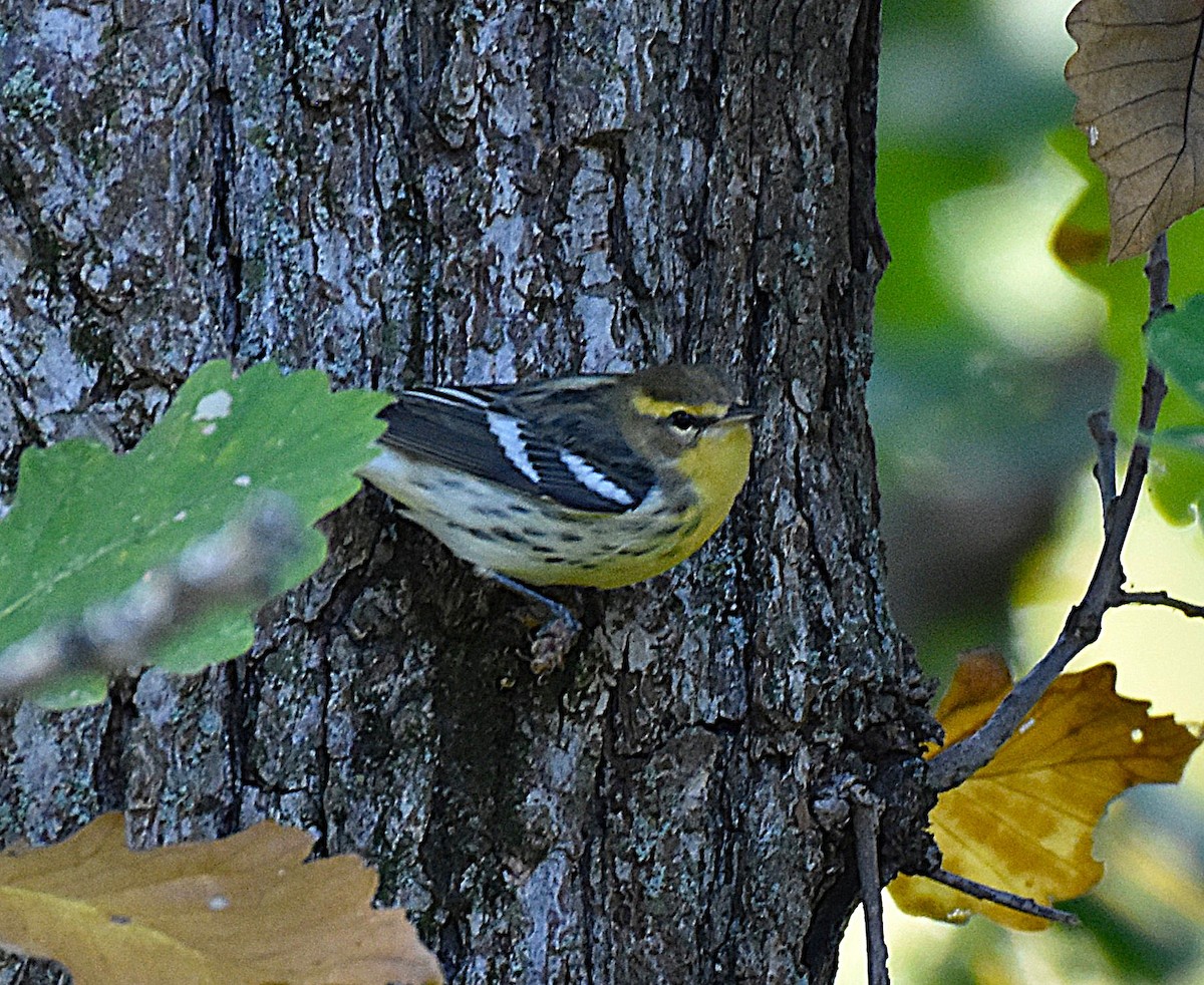 Blackburnian Warbler - ML642161911