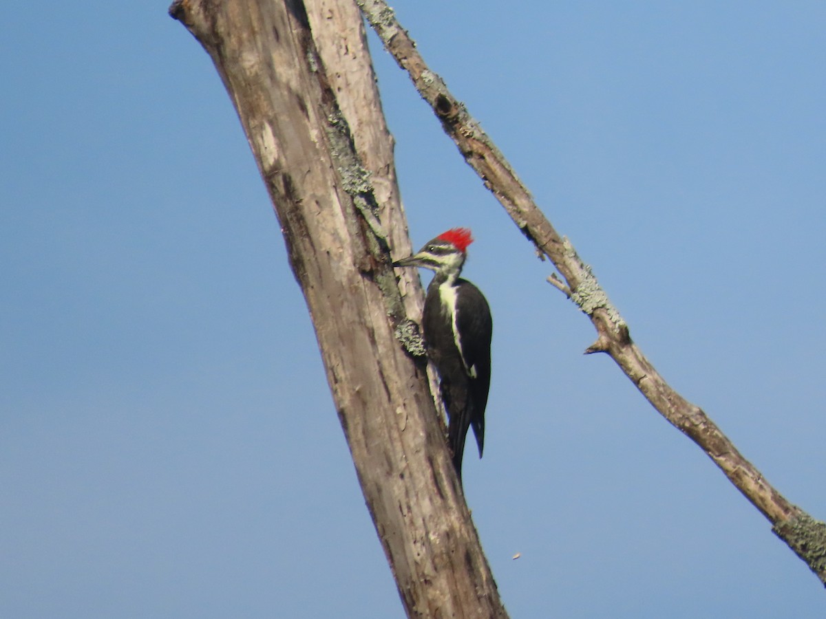 Pileated Woodpecker - ML642161915