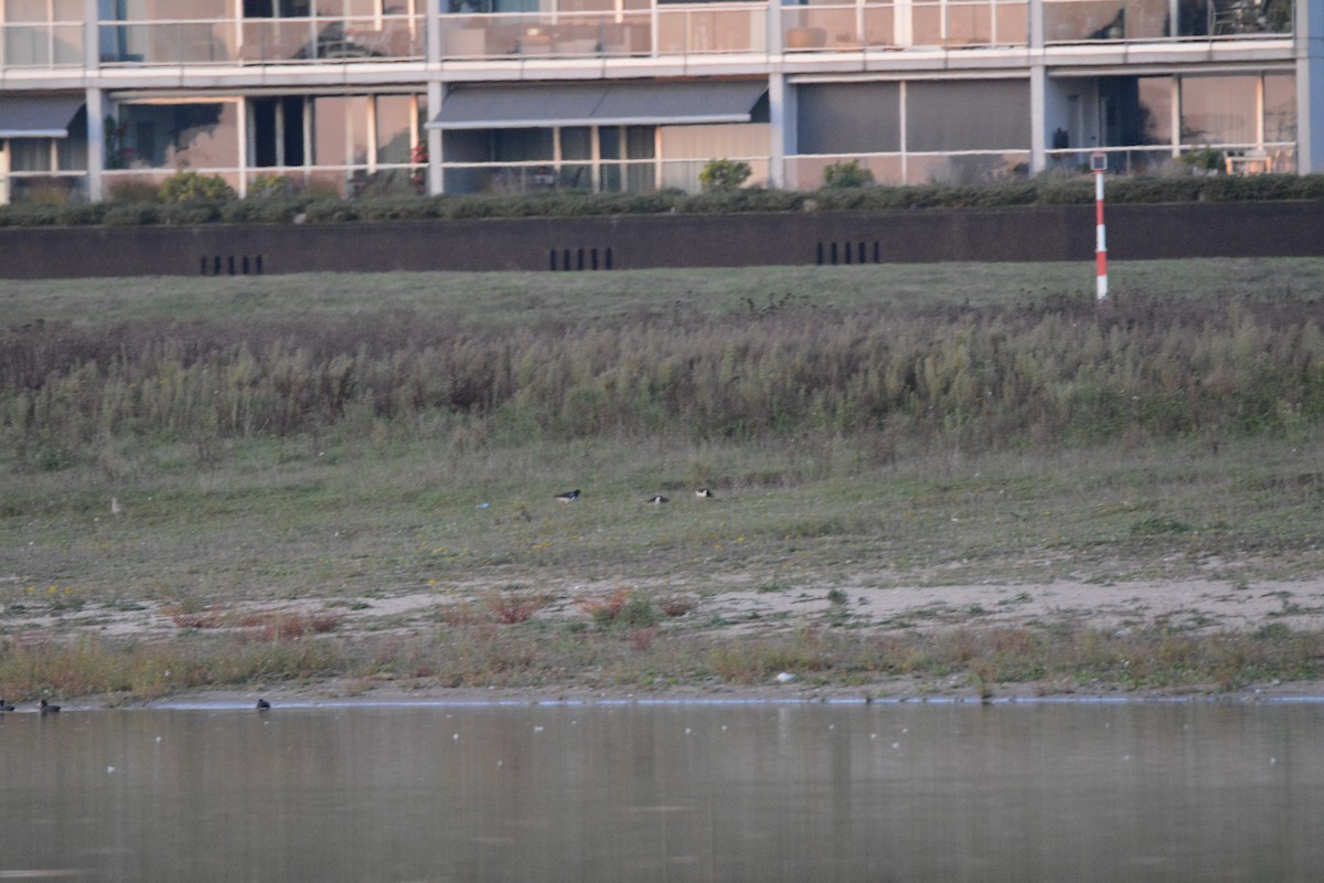 Beccaccia di mare - ML642161920