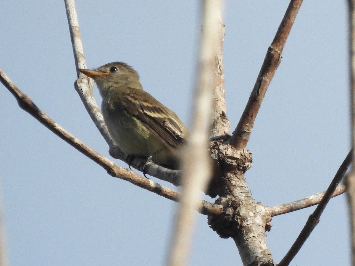 Willow Flycatcher - ML642161945