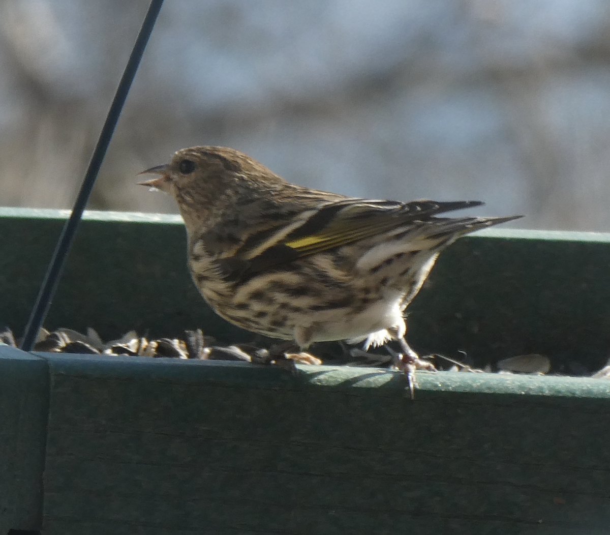 Pine Siskin - ML642161951