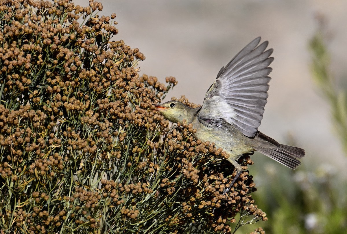 Icterine Warbler - ML642161954
