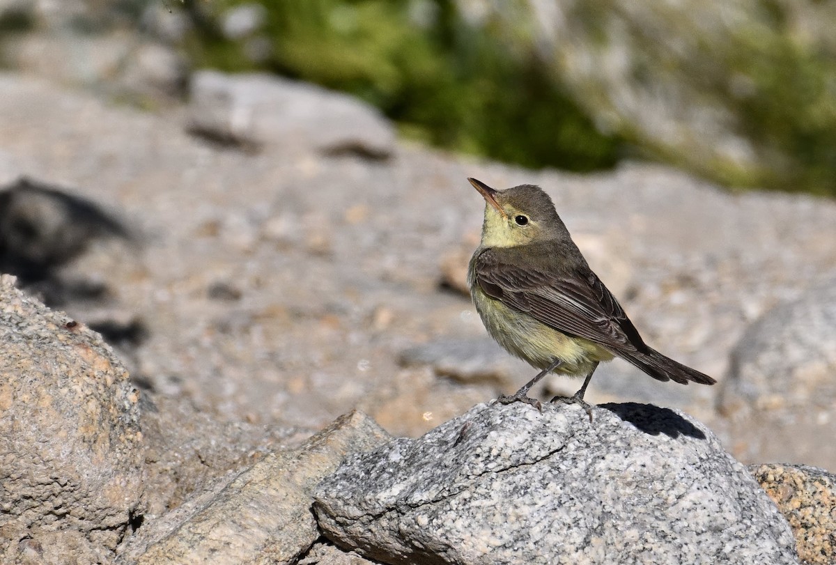Icterine Warbler - ML642161955