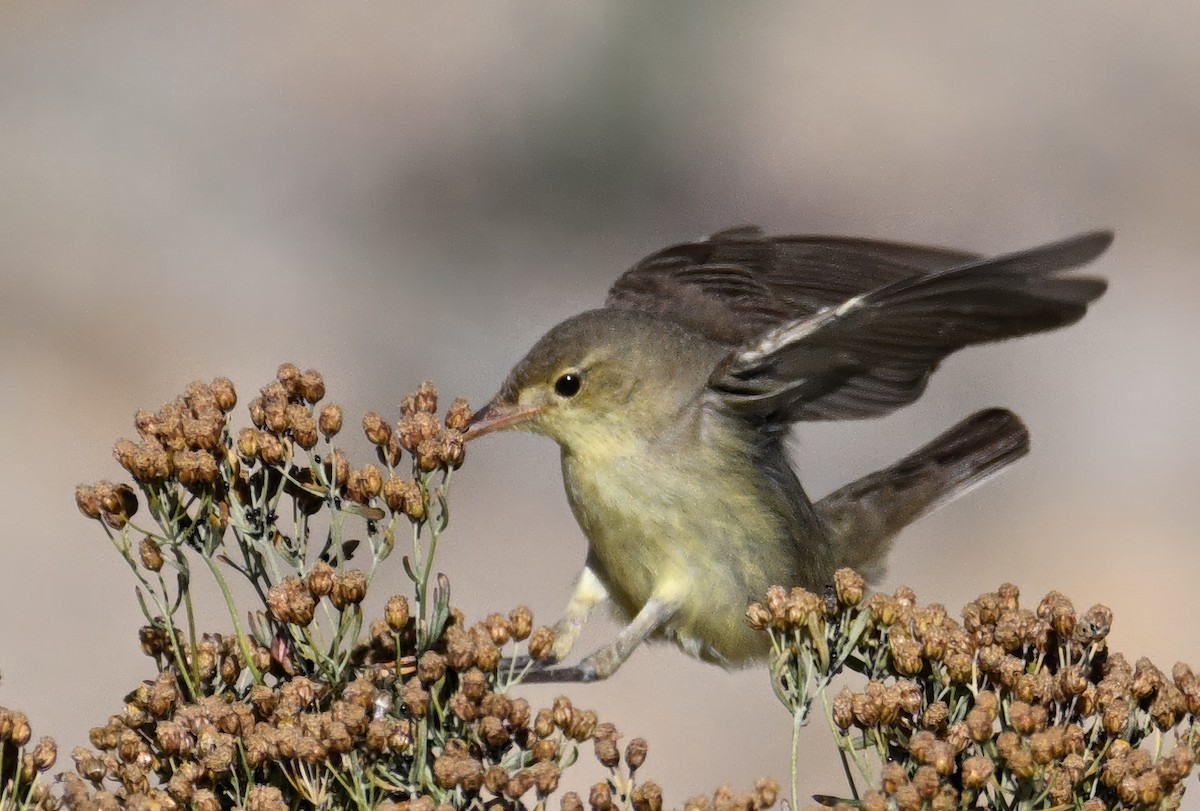 Icterine Warbler - ML642161957