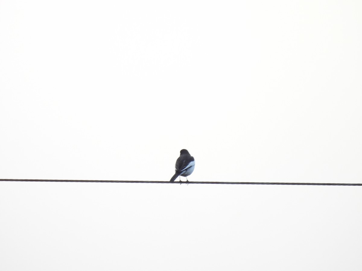 Japanese Wagtail - ML642161958