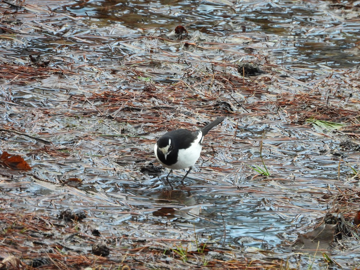 Japanese Wagtail - ML642161959