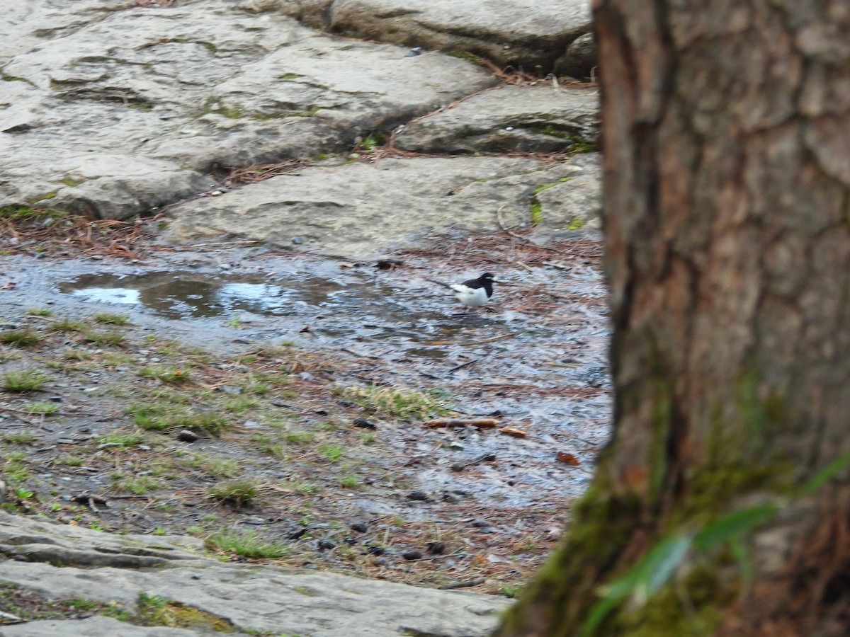 Japanese Wagtail - ML642161960