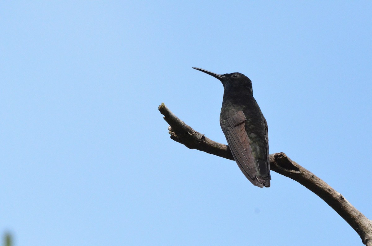 Black Jacobin - ML642161975